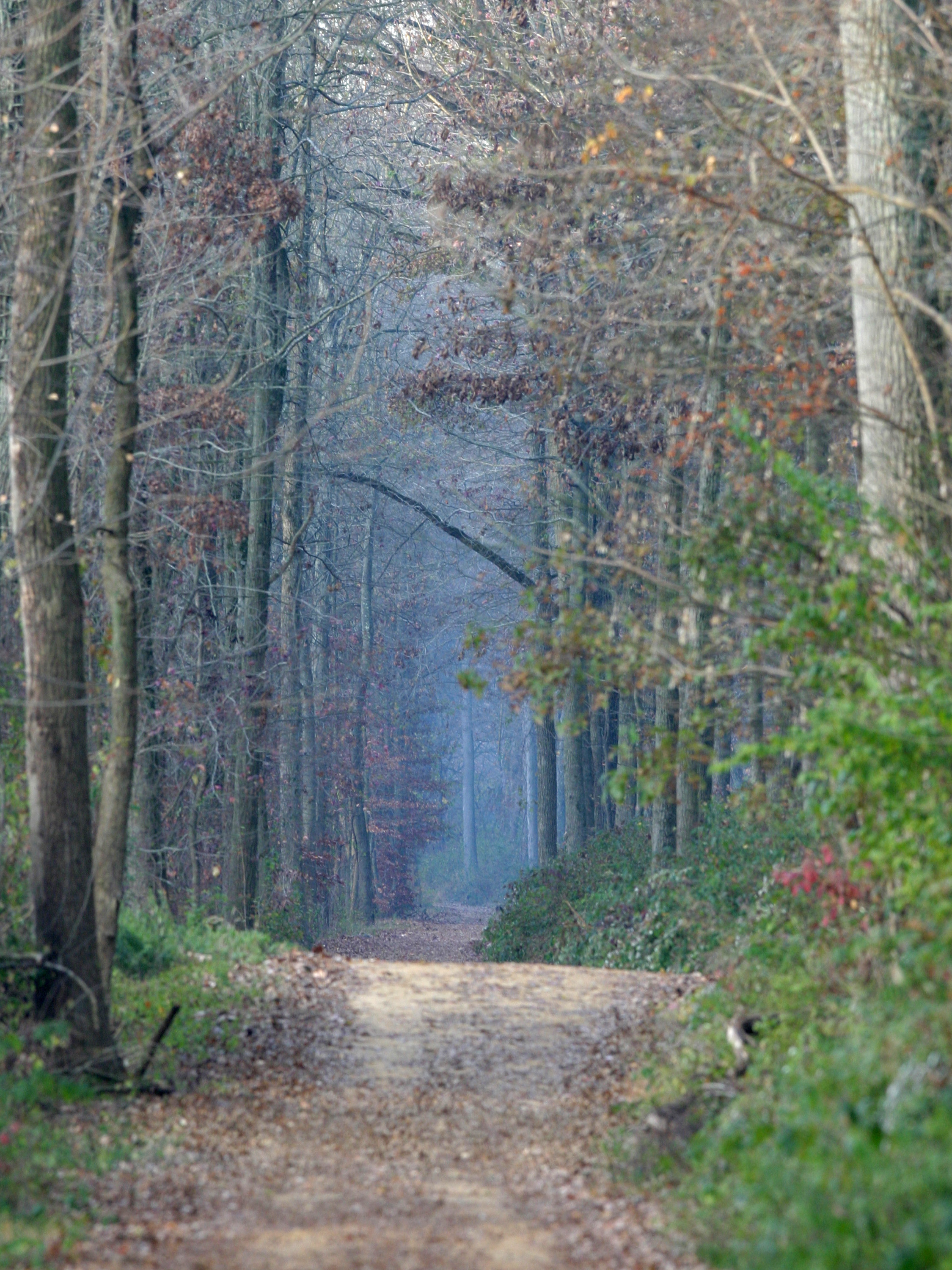 Pathway-Woods_2003.jpg