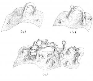 Matthew Kahle, Member (2010-11) in the School of Mathematics, writes about his interest in thinking about what it might be like inside a black hole. This illustration (Figure 1.), from Kip Thorne's Black Holes and Time Warps: Einstein's Outrageous Legacy (W. W. Norton & Company, Inc., 1994), suggests a few probabilities.