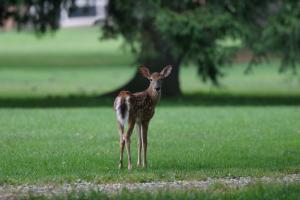 Sighting a deer outside of Fuld Hall; how long did Earth have to wait before life "walked into sight"?