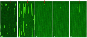 Bacterial persistors, image courtesy of Stanislas Leibler