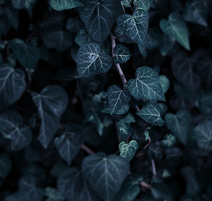 A close-up of ivy leaves.