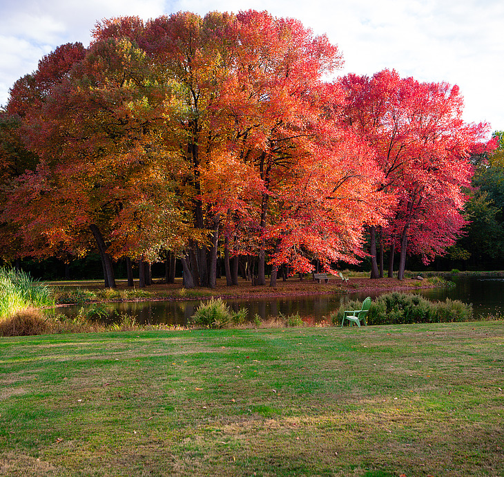 Red Trees by Lake