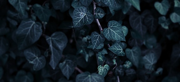 A close-up of ivy leaves.
