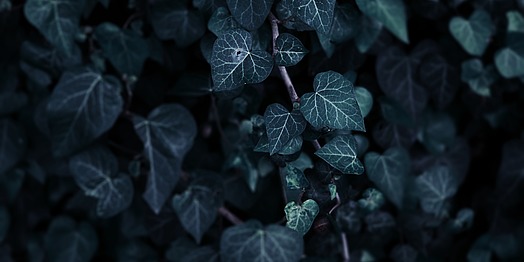 A close-up of ivy leaves.