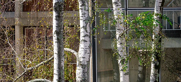 Birch Garden SS Hero Image