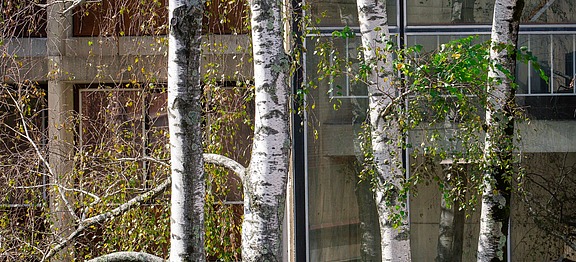 Birch Garden SS Hero Image