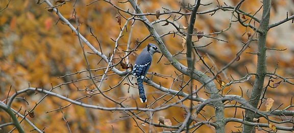 Voevodsky bluejay