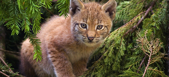 Lynx_kitten.jpg