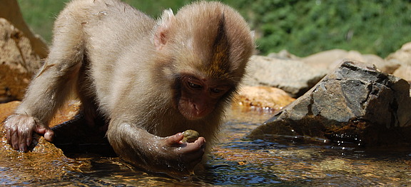 Shigakogen_Yudanaka-Yaenkoen_2010_0824_Young_Monkey_Picks_up_rock_to_examine.jpg