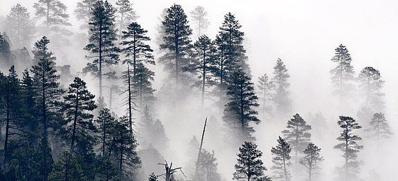Trees_in_the_mist_(7699564540).jpg