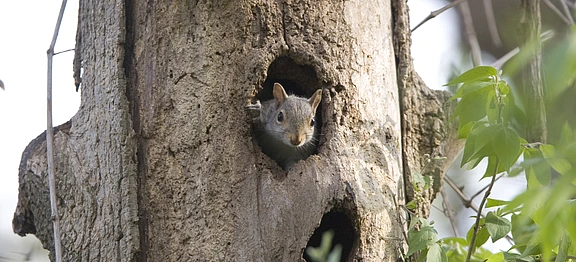 voevodsky_squirrel
