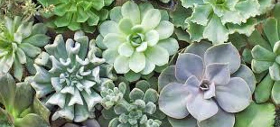 succulent 2