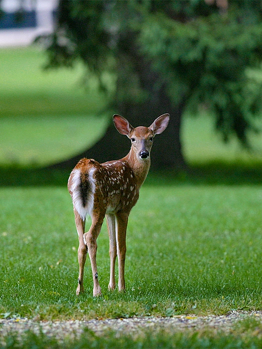 Sighting of a deer outside of Fuld Hall