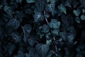 A close-up of ivy leaves.