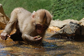 Shigakogen_Yudanaka-Yaenkoen_2010_0824_Young_Monkey_Picks_up_rock_to_examine.jpg