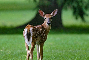 Sighting of a deer outside of Fuld Hall