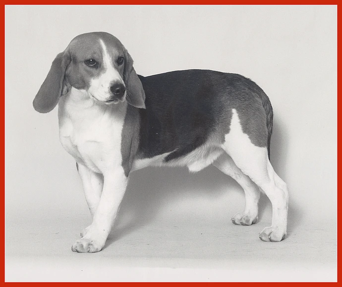 Lab dog beagle