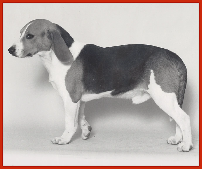 Lab dog beagle