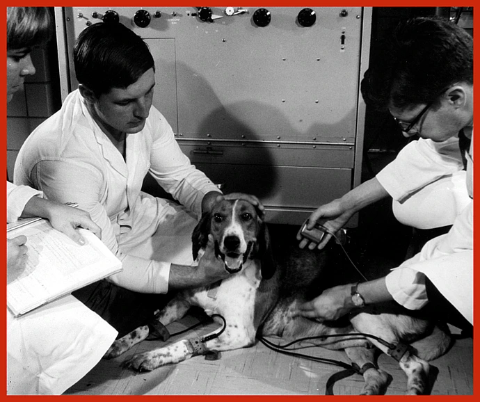 Dog testing beagles