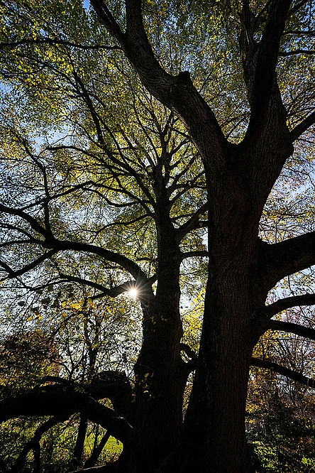 Linden Tree Holiday