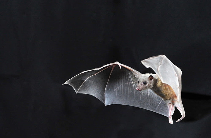 Israeli scientists use bats to uncover neural code for spatial perception