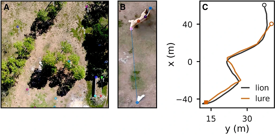 Lion trajectories