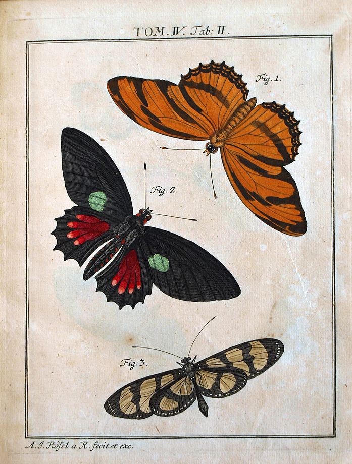August Johann Rösel von Rosenhof's butterflies from his work on insects