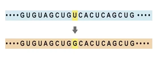 Diagram depicting gene mutation
