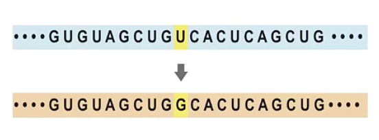 Diagram depicting gene mutation