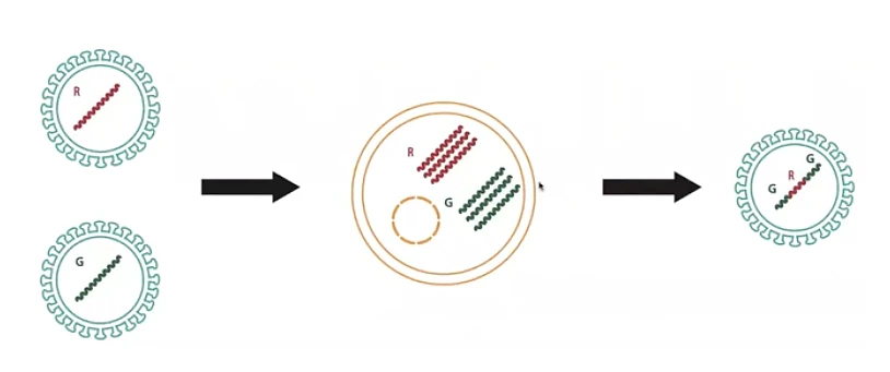 Diagram depicting gene recombination