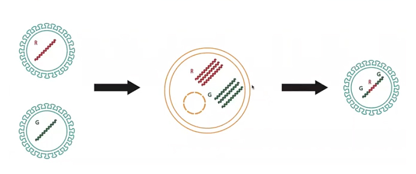 Diagram depicting gene recombination
