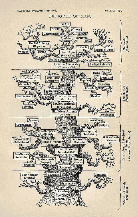 800px-Tree_of_life_by_Haeckel.jpg