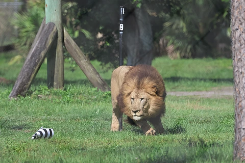 Atlas lion chasing lure