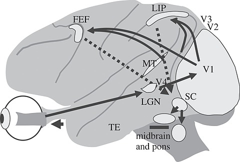 Brain_circuits_for_visually_guided_saccades.jpg