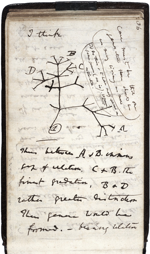 Darwin_Tree_1837.png