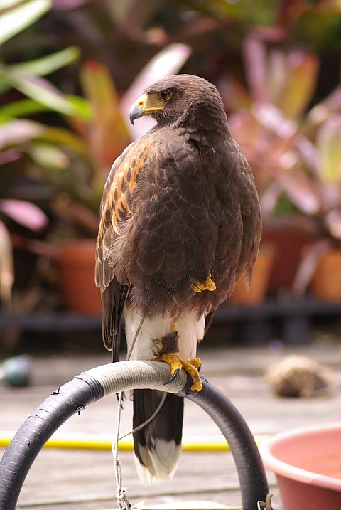 Harris's Hawk