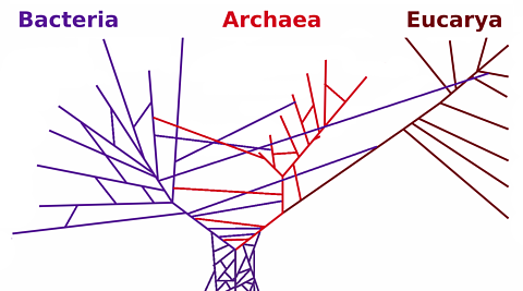 PhylogeneticTree_horizontal_transfers.png