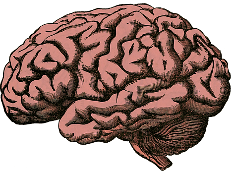 brain-512758_960_720.png